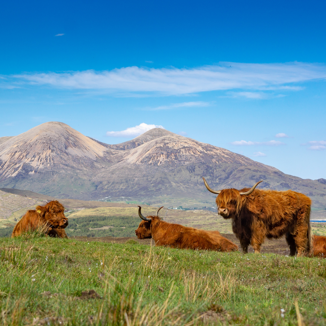 Scottish Cows